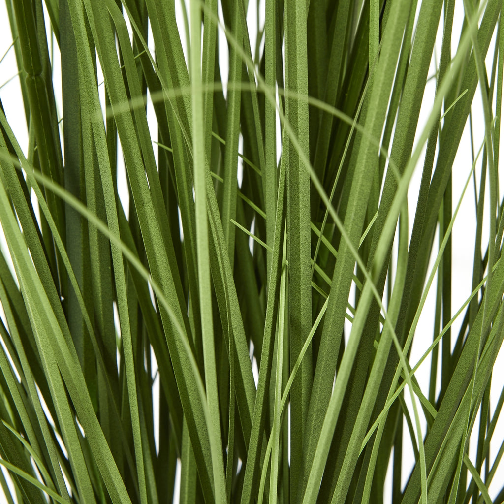 Detail of textured green straplike leaves interspersed with thin, crossing blades of foliage.
