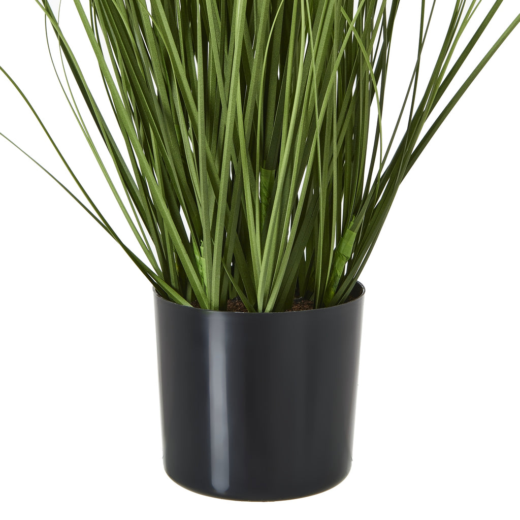 Smooth black pot beneath a dense gathering of long green leaves and finer stems.