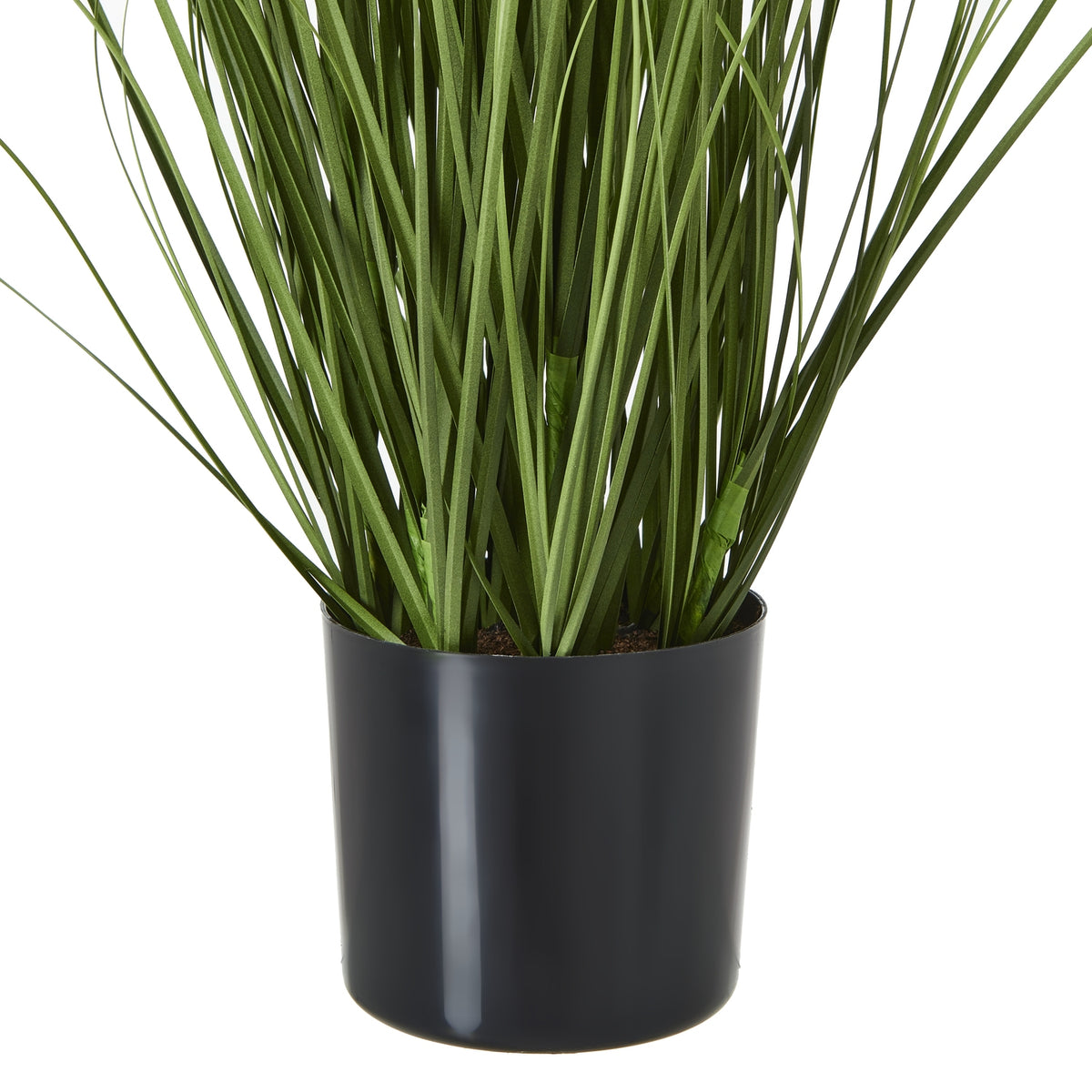 Smooth black pot beneath a dense gathering of long green leaves and finer stems.