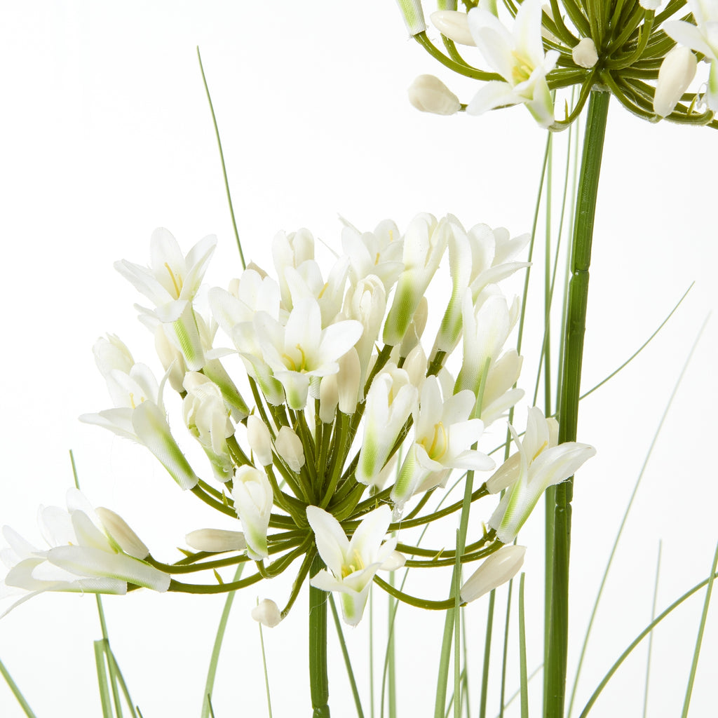 Close-up of white flowers and closed buds radiating from green stems, with another flower cluster partly visible above.