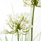 Close-up of white flowers and closed buds radiating from green stems, with another flower cluster partly visible above.