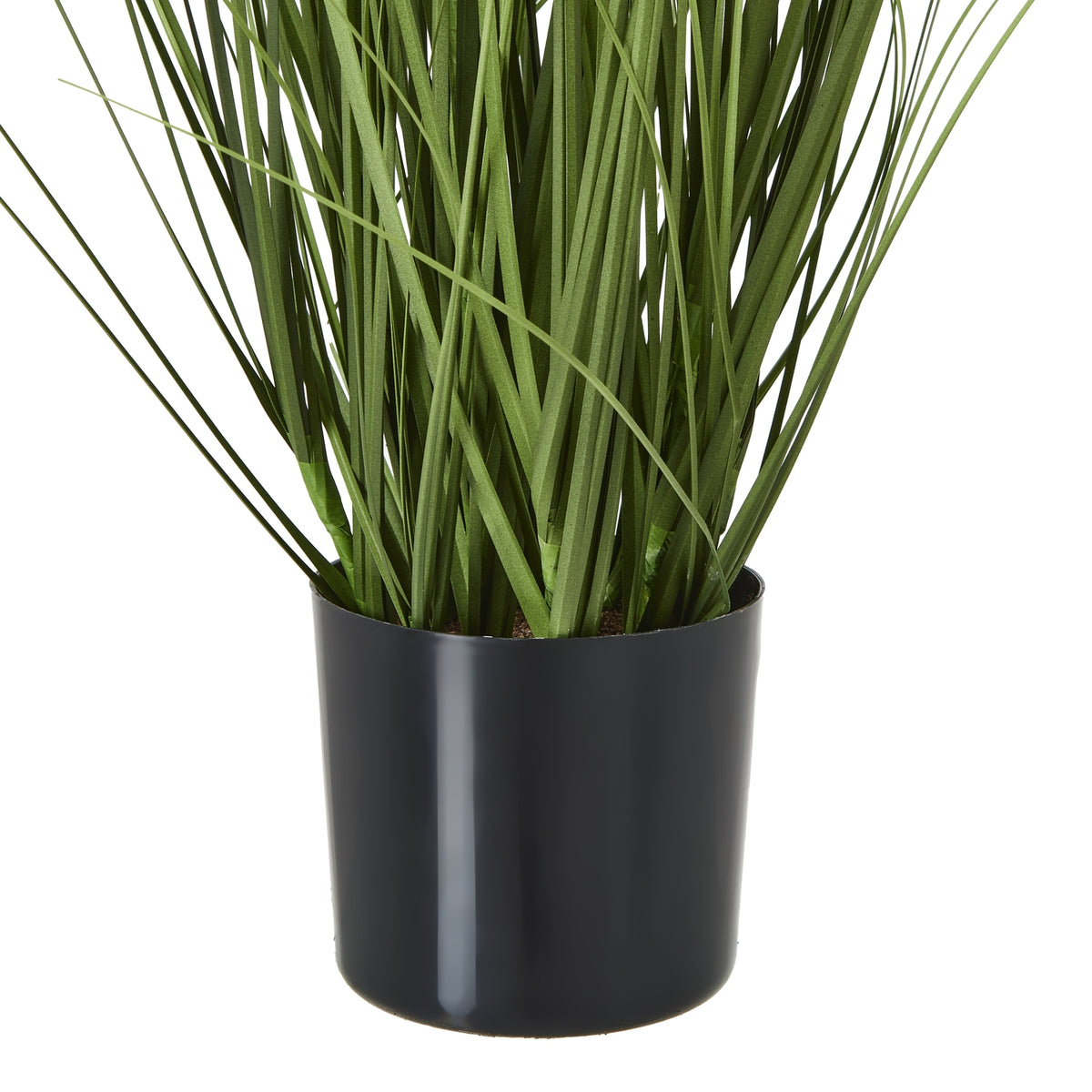 Lower green foliage emerging from a smooth black pot, with a small area of brown surface visible around the stems.