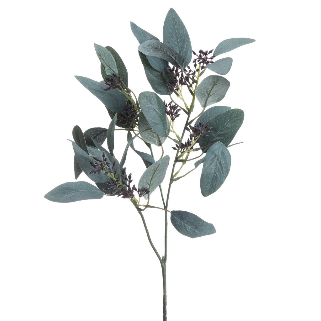 Close-up of oval blue-grey eucalyptus leaves with fine pale veins and small dark-purple bud-like clusters along green-grey branches.