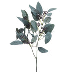 Close-up of oval blue-grey eucalyptus leaves with fine pale veins and small dark-purple bud-like clusters along green-grey branches.