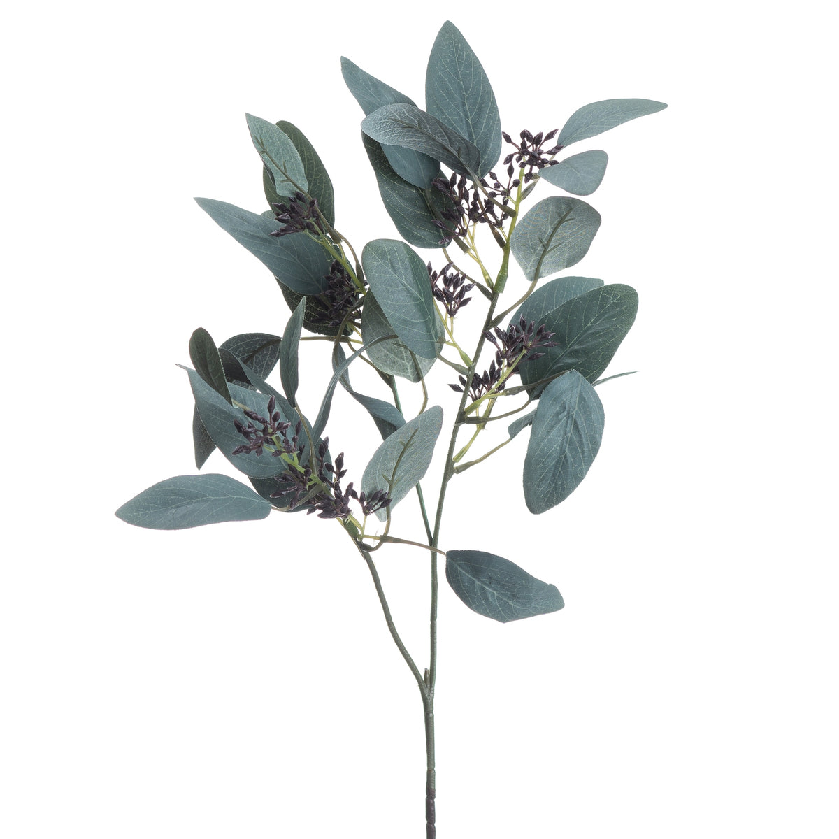 Close-up of oval blue-grey eucalyptus leaves with fine pale veins and small dark-purple bud-like clusters along green-grey branches.