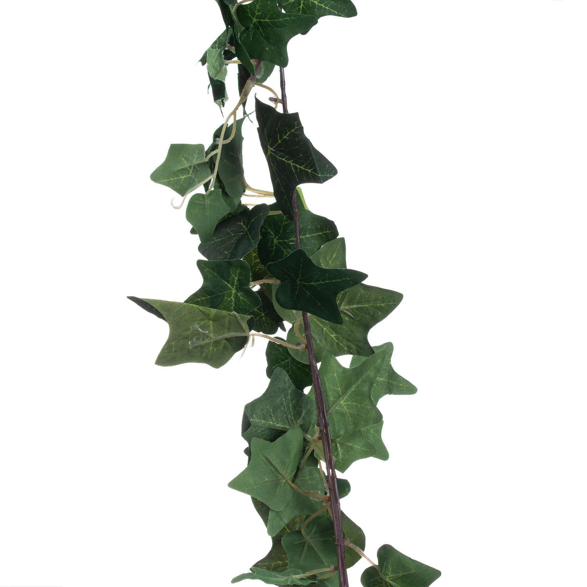 Close-up of overlapping ivy leaves with pale vein markings beside a slender purple-brown vine against white.