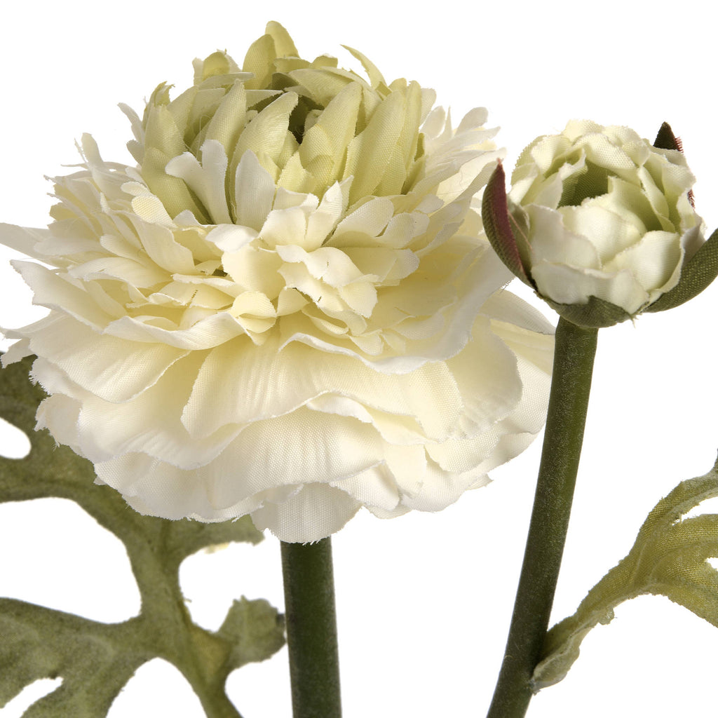 Close-up of the cream flower's overlapping wavy petals and pale green centre, with a small bud alongside.
