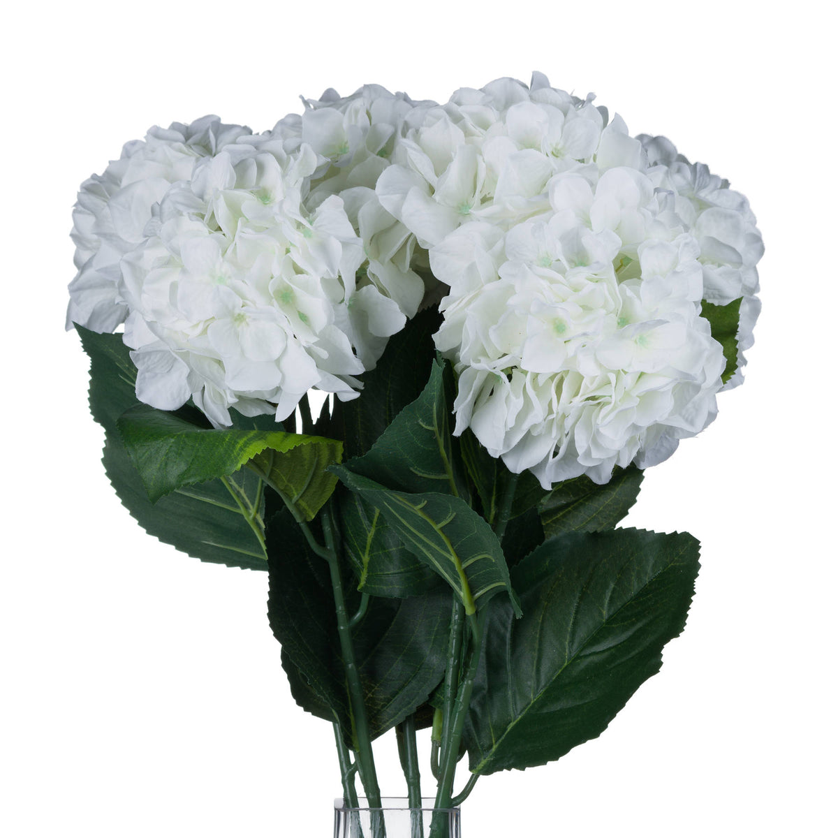 Several white cluster flower stems grouped in a clear vase, with overlapping blooms and broad veined green leaves.