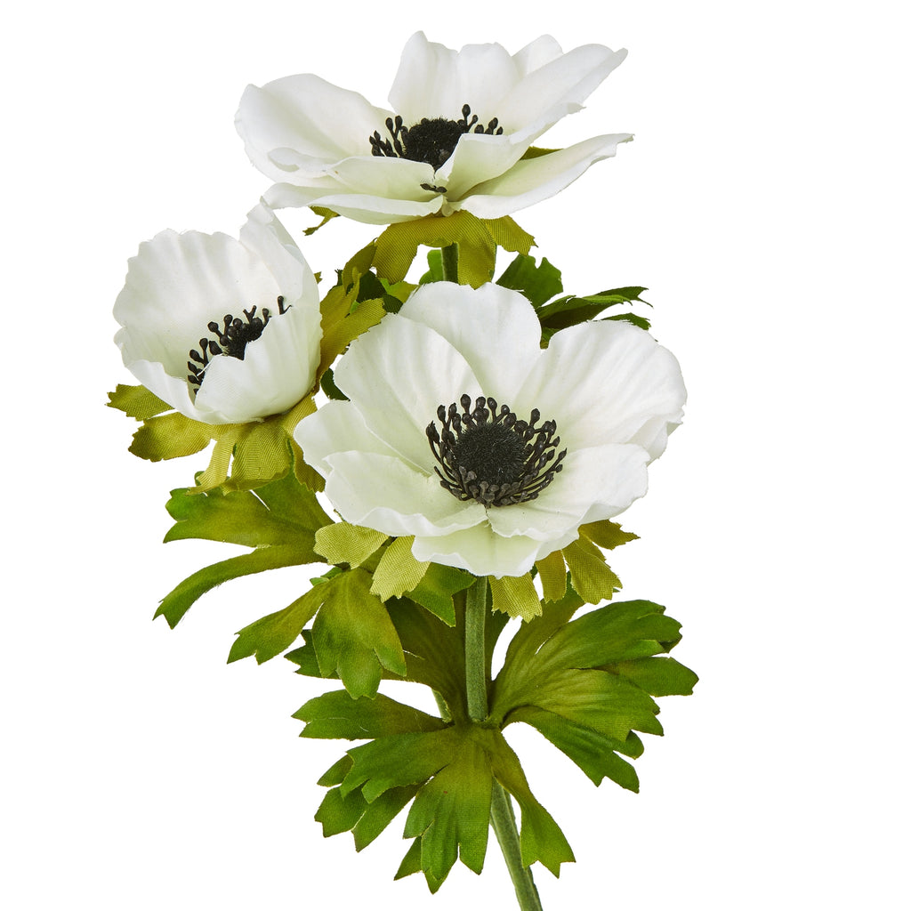 Close-up of white anemone blooms and a cupped bud, showing dark centres, rippled petals and lobed green leaves.
