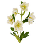 Closer view of the white flower heads facing in different directions, with pale yellow-green centres and broad green leaves beneath.