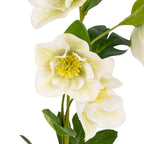 Close-up of a white artificial bloom showing curled inner petals and a yellow-green centre, with another flower and dark-green foliage behind.