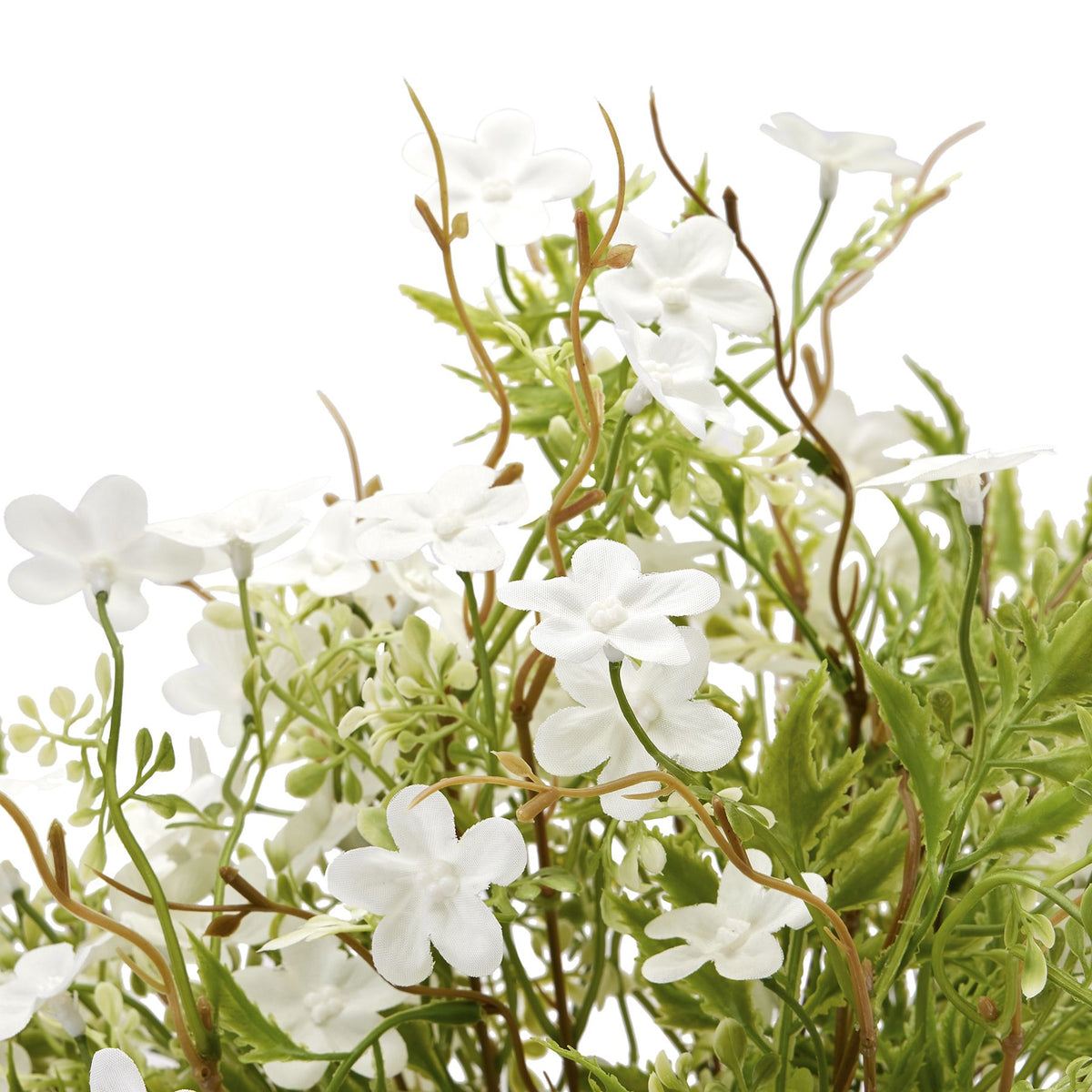 Close-up of small white five-petalled flowers, pale buds and serrated green leaves among slender brown-green branches.
