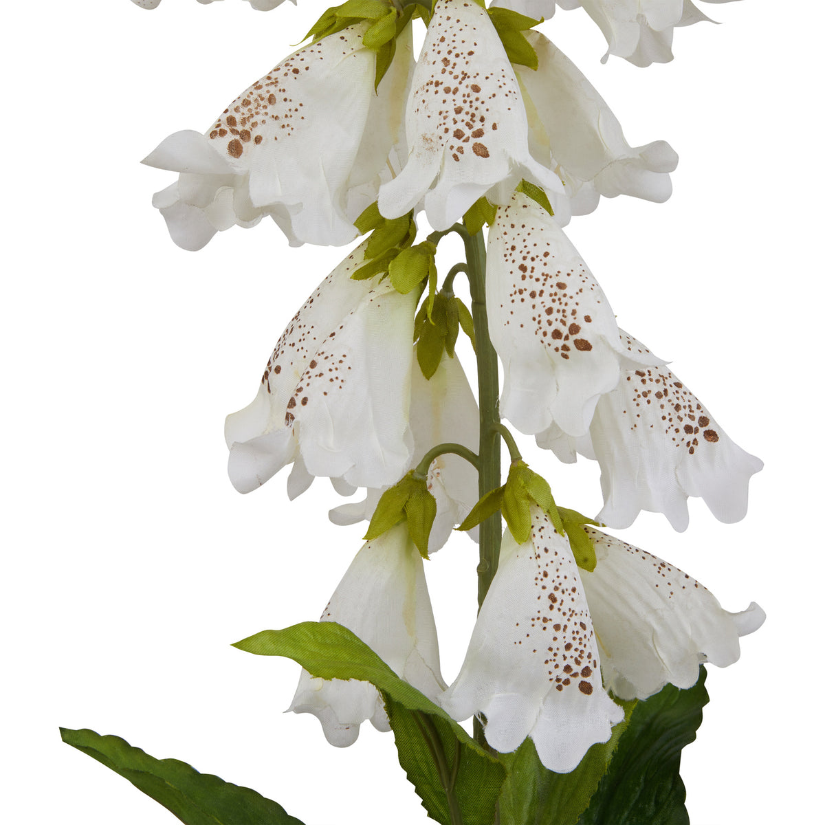 Close-up of white foxglove flower bells with brown speckling, flared petal edges and green foliage.