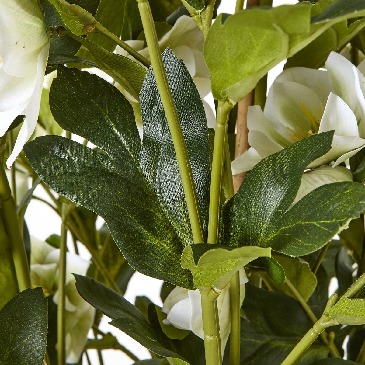 Close-up of dark and light green leaves around upright green stems, with white flowers visible behind them.