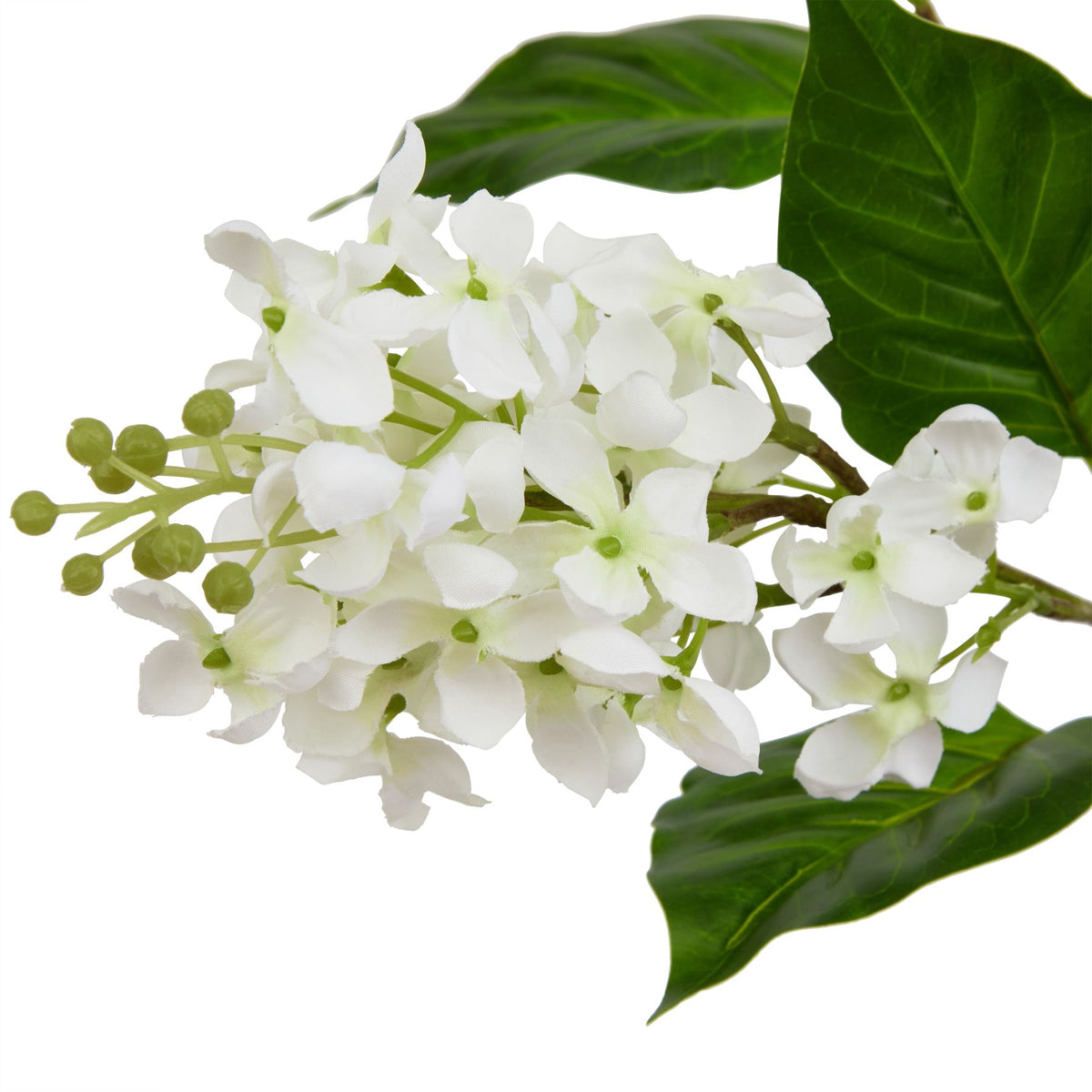 Close-up of white petals with pale green bases and small green centres, rounded green buds and prominent veins on the surrounding leaves.