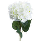 Close-up of overlapping white hydrangea florets above dark green serrated leaves with lighter veins.