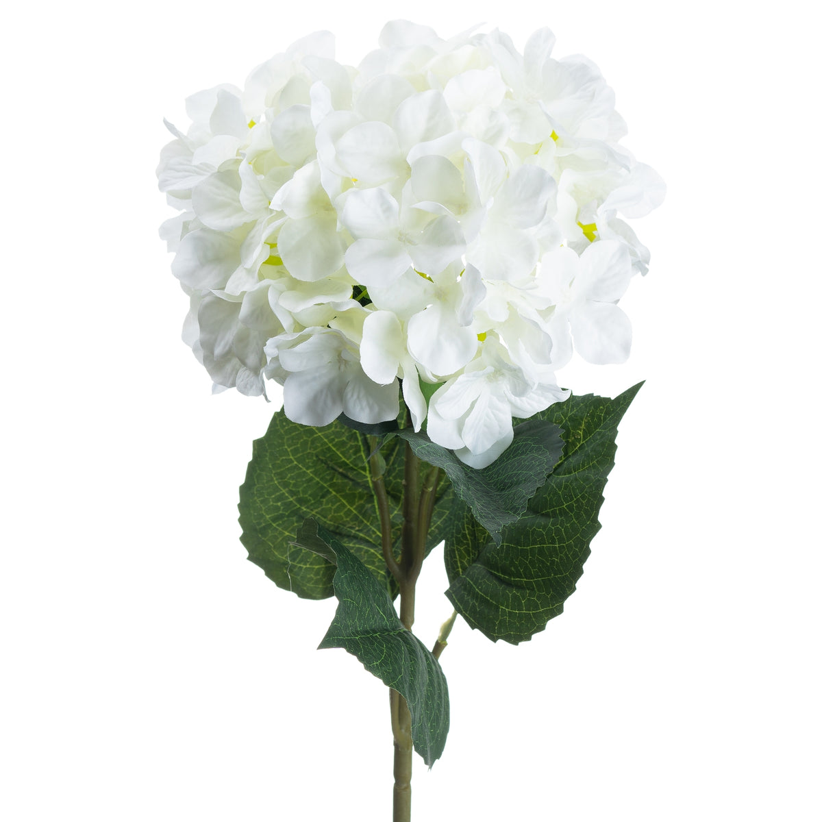 Close-up of overlapping white hydrangea florets above dark green serrated leaves with lighter veins.