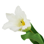 Close-up looking into the open white flower, showing rippled pointed petals, a yellow centre with dark details, a pale green base and broad leaves below.