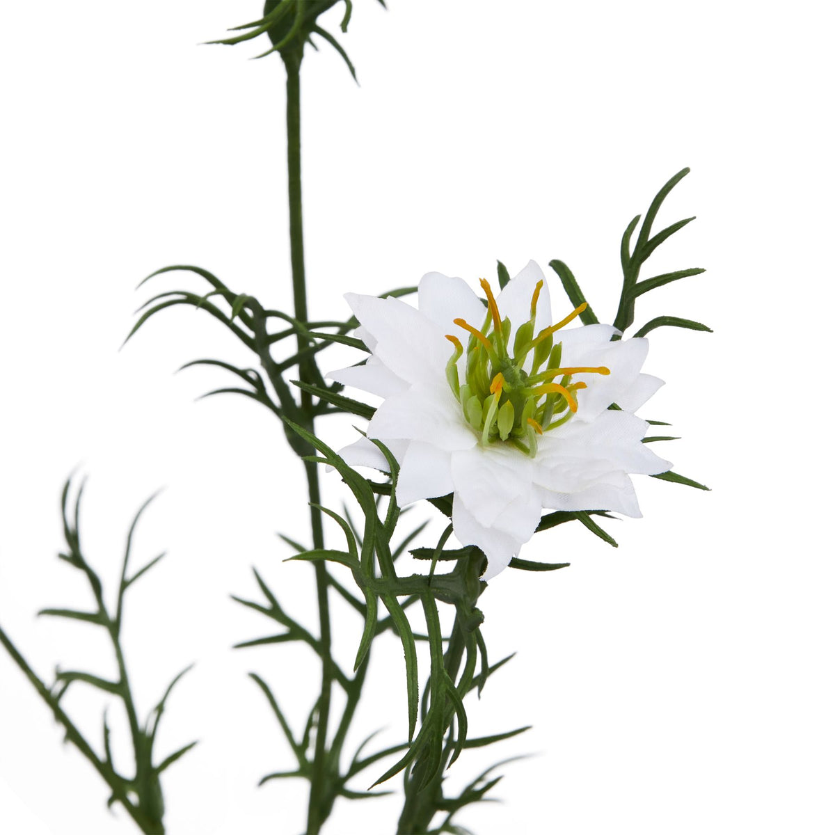 Close-up of a white pointed flower with a projecting green and orange-yellow centre, surrounded by narrow divided green foliage.