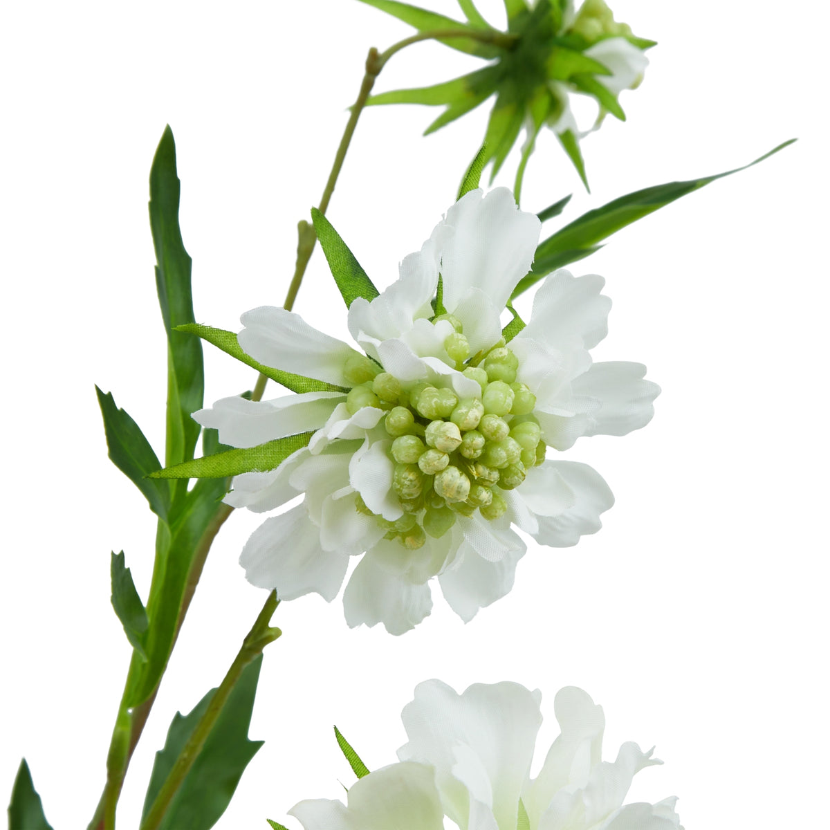 Close-up of a white artificial scabious flower showing layered petals around a clustered pale green centre, with pointed green leaves behind.