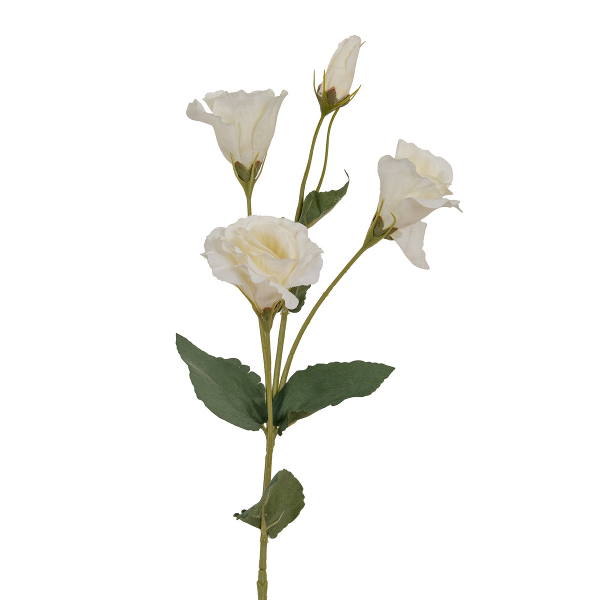 Closer view of the spray's branching flower heads, showing upright and side-facing white blooms, a tall closed bud and broad green leaves.