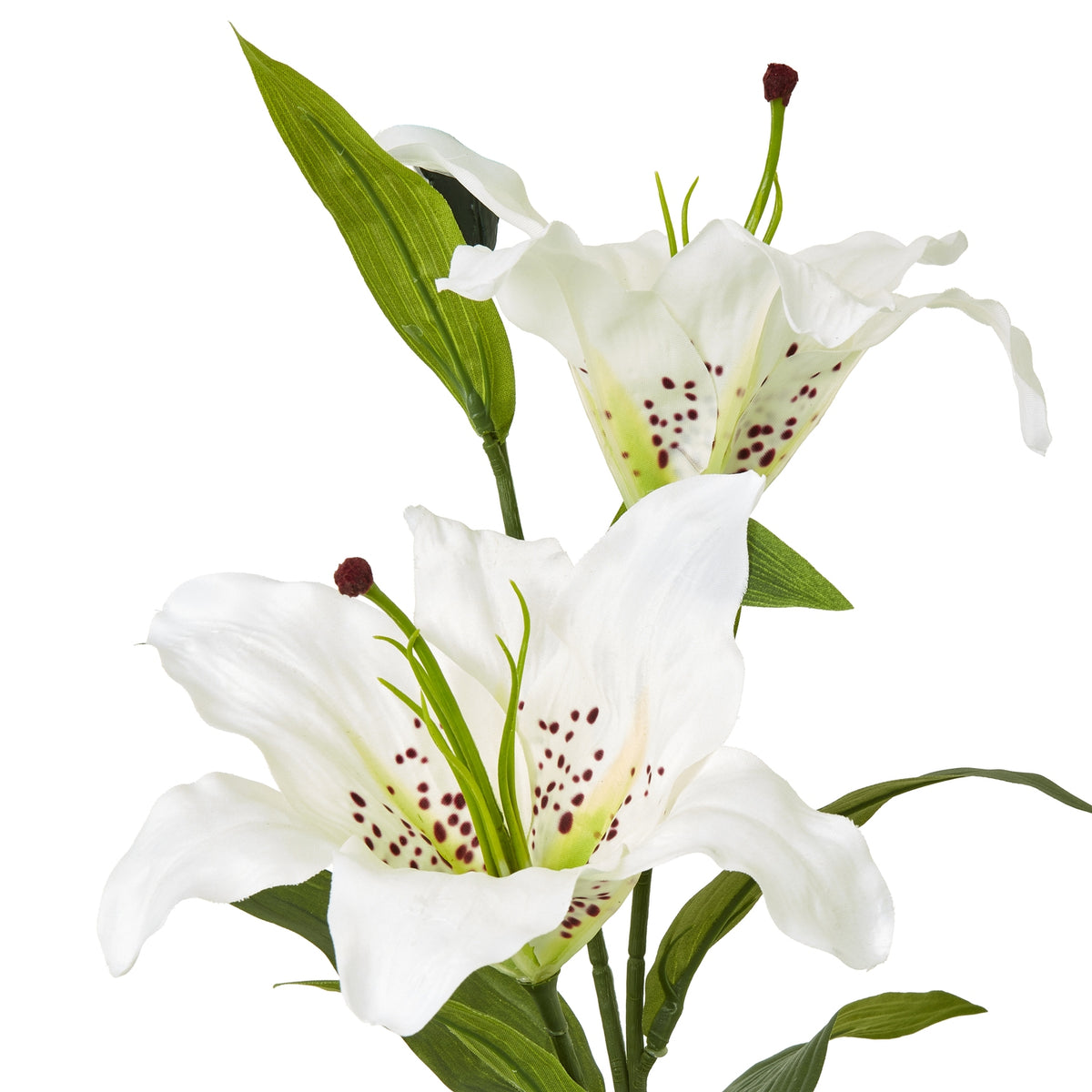 Close-up of two white lily flowers showing burgundy speckles, pale green centres and curved petals beside a long green leaf.