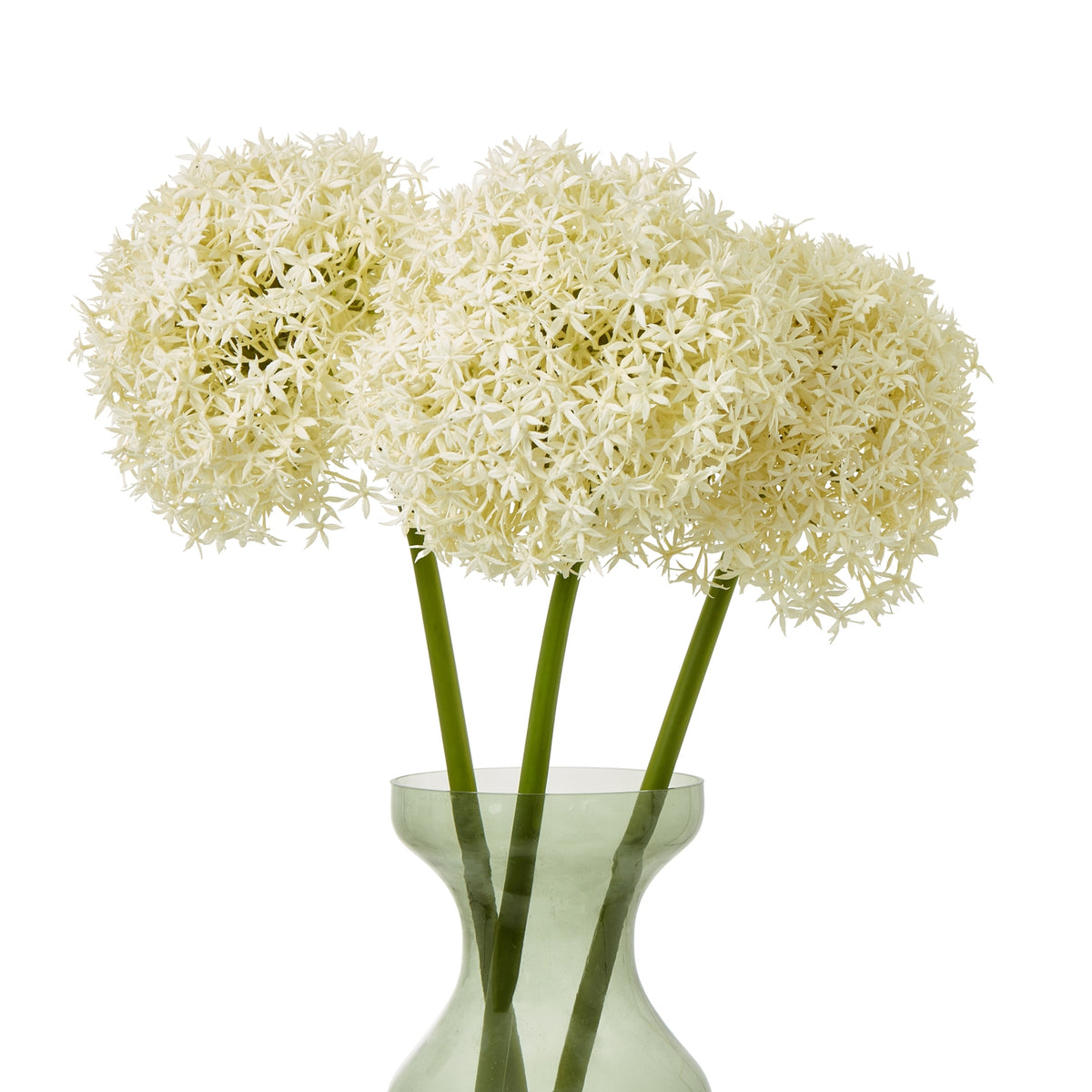 Three cream globe flower heads arranged on green stems in a translucent pale green vase against white.