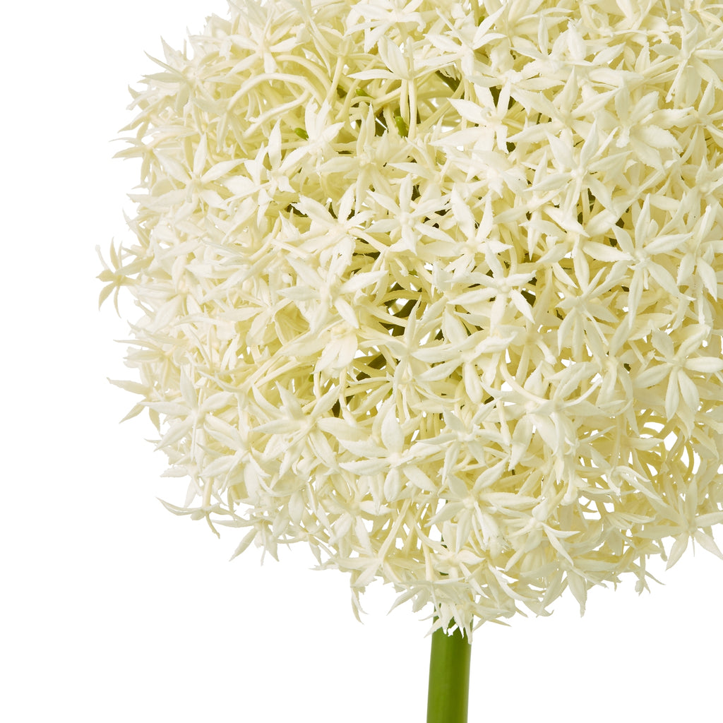Close-up of the cream globe flower head, showing densely clustered star-shaped florets and the top of the green stem.