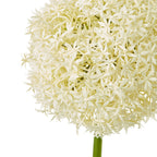 Close-up of the cream globe flower head, showing densely clustered star-shaped florets and the top of the green stem.