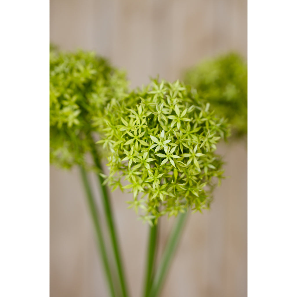 A green starfloret globe head in focus, with other rounded flower heads and long green stems softly blurred behind it.