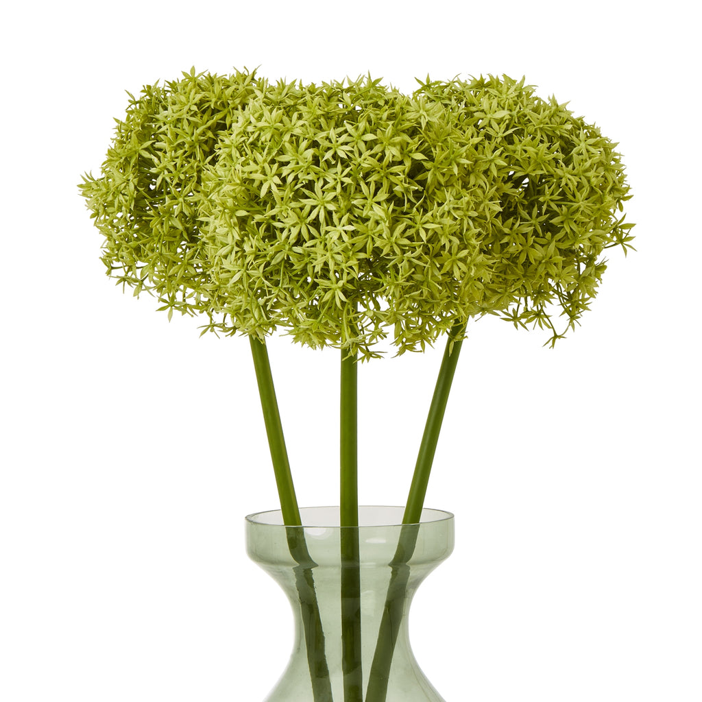 Three green starfloret globe heads arranged in a pale green transparent vase against a white background.