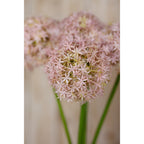 Close view of a blush lilac globe flower head, with other flower heads and green stems softly blurred behind it.