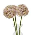 Grouped pale lilac globe flower stems in a clear vase, with rounded heads spread across a white background.