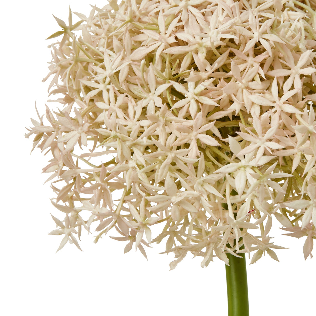 Close-up of slender pale blush star-shaped florets clustered around the top of the green stem.