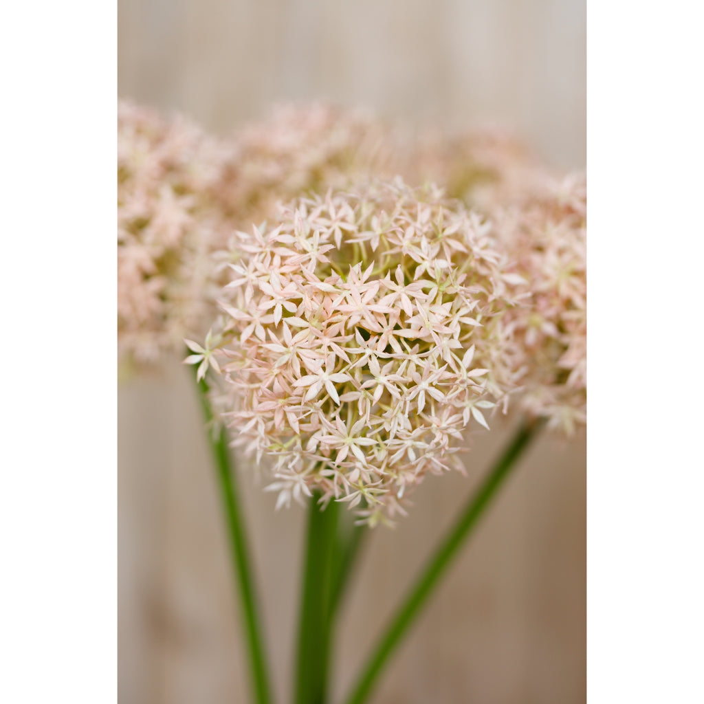Detailed view of a pale pink globe flower head in an arrangement, with green stems and other flower heads softly blurred behind.
