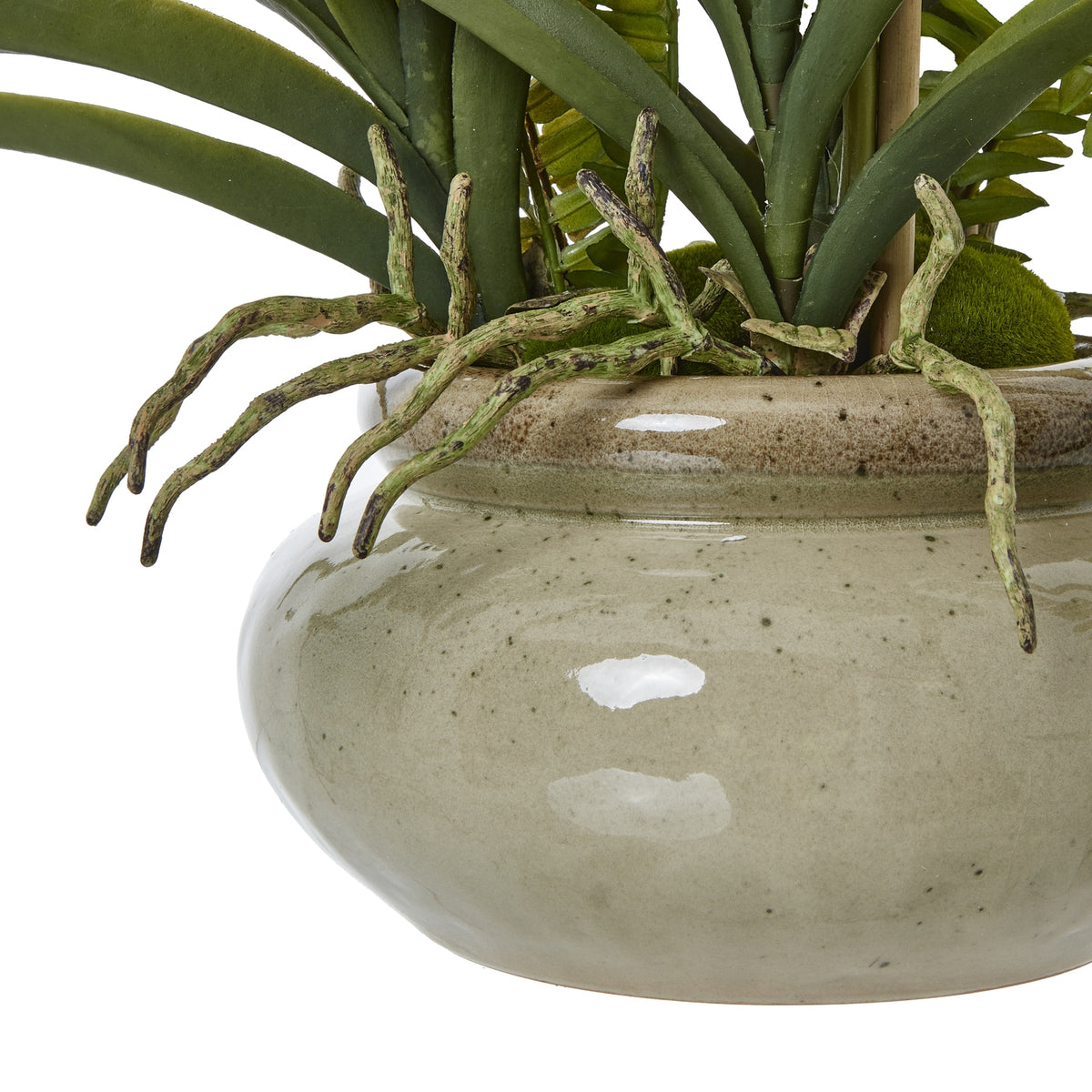 Mottled winding roots extending over the rim of the glossy taupe-speckled pot beneath dark-green leaves and moss-like covering.