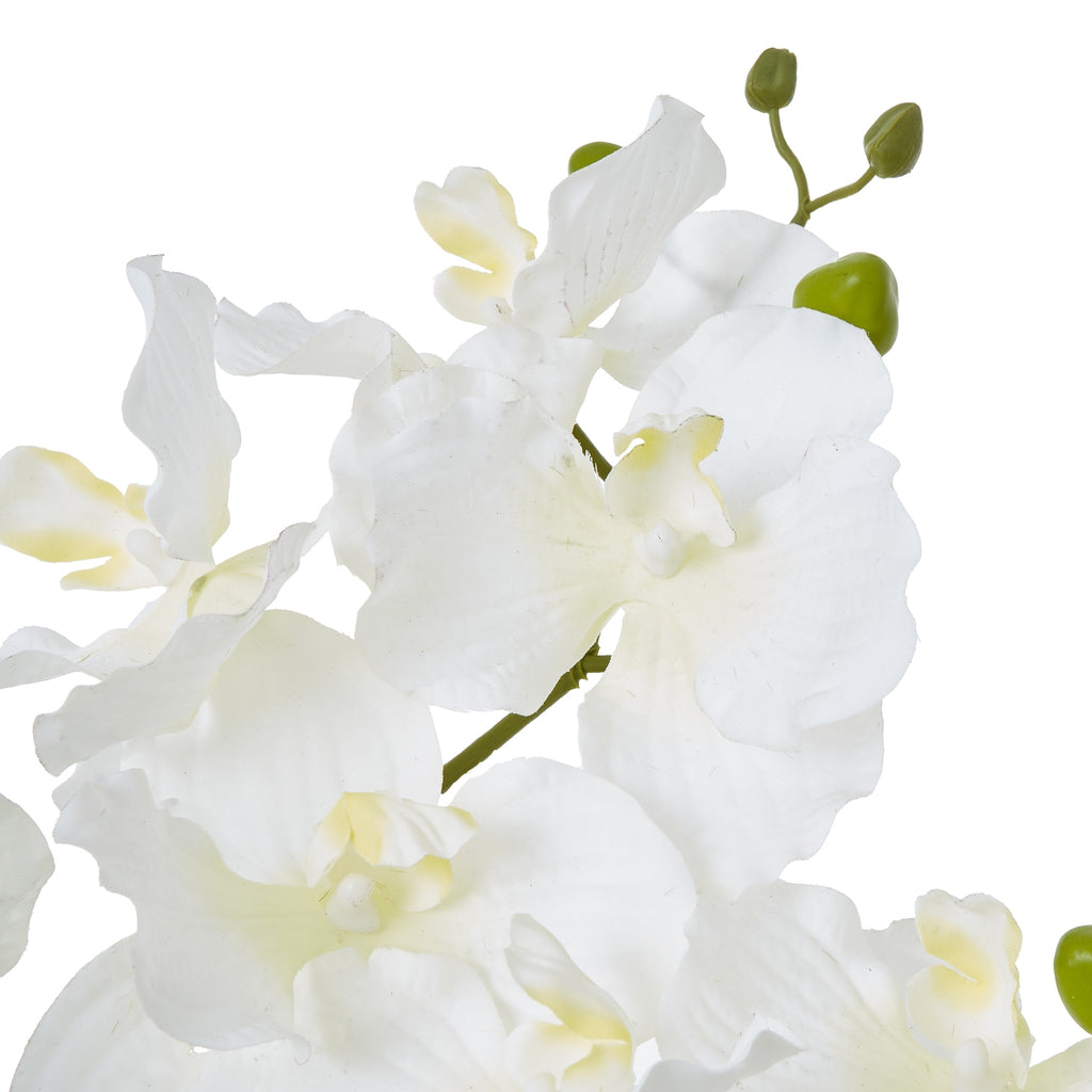Close-up of overlapping white orchid-form flowers with pale yellow centres and green buds at the tips of the stems.