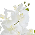 Close-up of overlapping white orchid-form flowers with pale yellow centres and green buds at the tips of the stems.