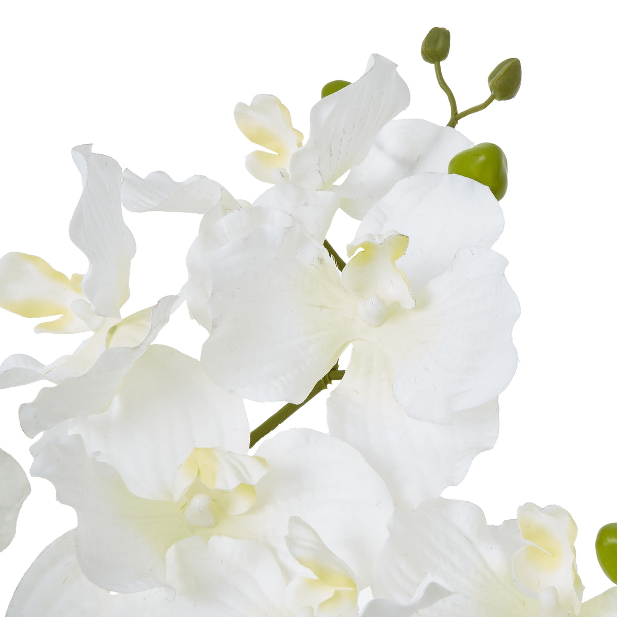 Close-up of overlapping white orchid-form flowers with pale yellow centres and green buds at the tips of the stems.