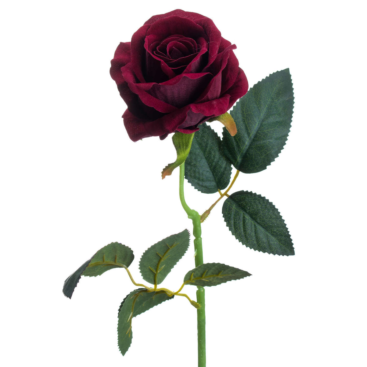 Close-up of the wine-burgundy rose's curled centre and layered outer petals, with serrated, veined leaves beside the green stem.