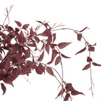 Close-up of burgundy pointed leaves with visible surface lines among curved branches and slender tapered tendrils.