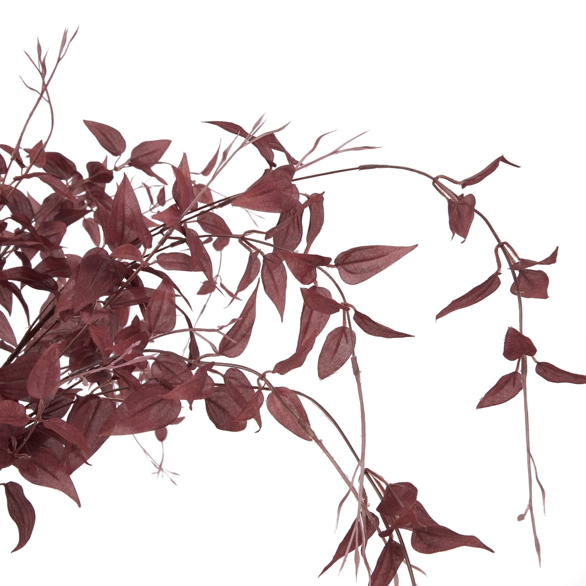 Close-up of burgundy pointed leaves with visible surface lines among curved branches and slender tapered tendrils.