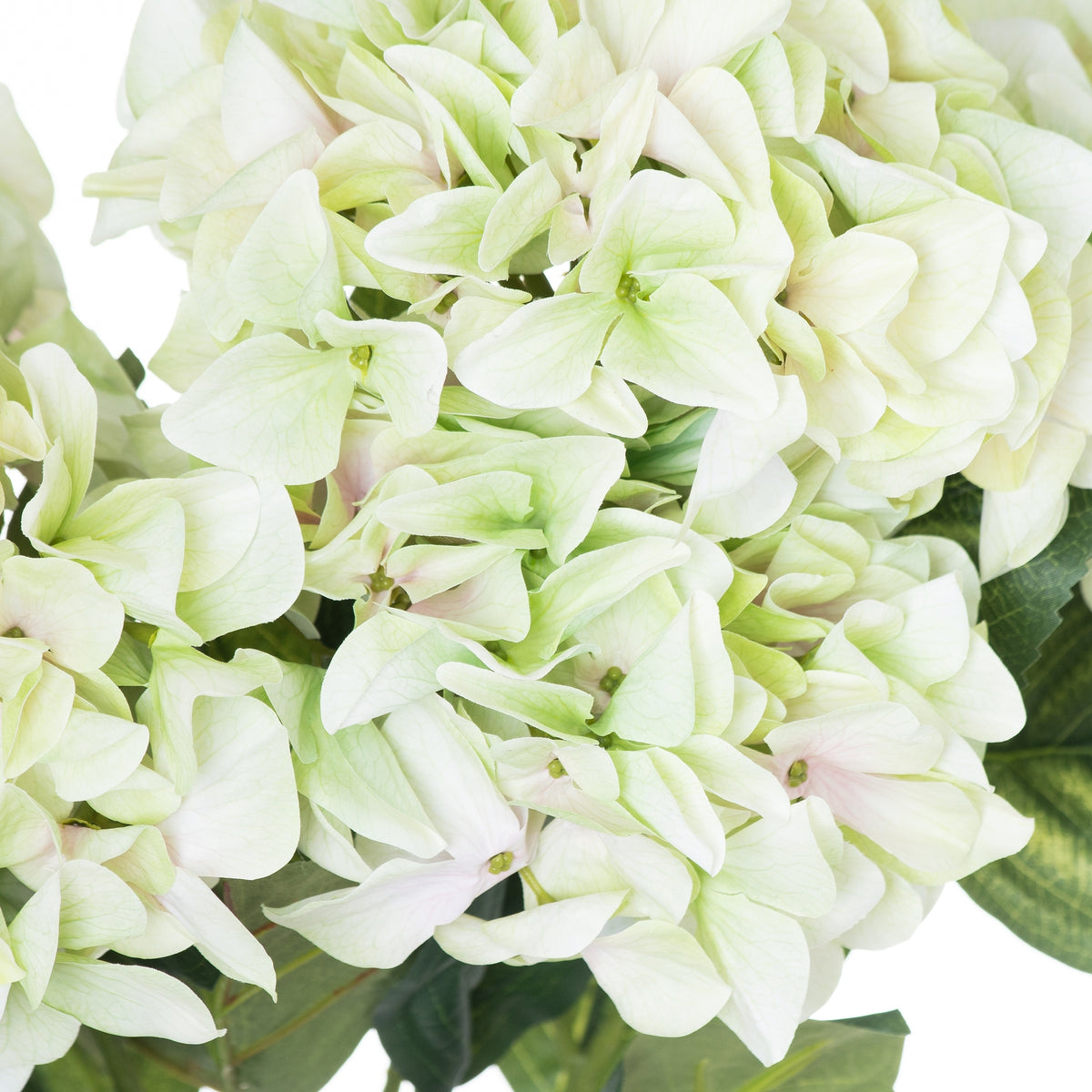 Close-up of overlapping cream and pale green florets, showing fine veining, small green centres and faint blush colouring, with dark leaves behind.