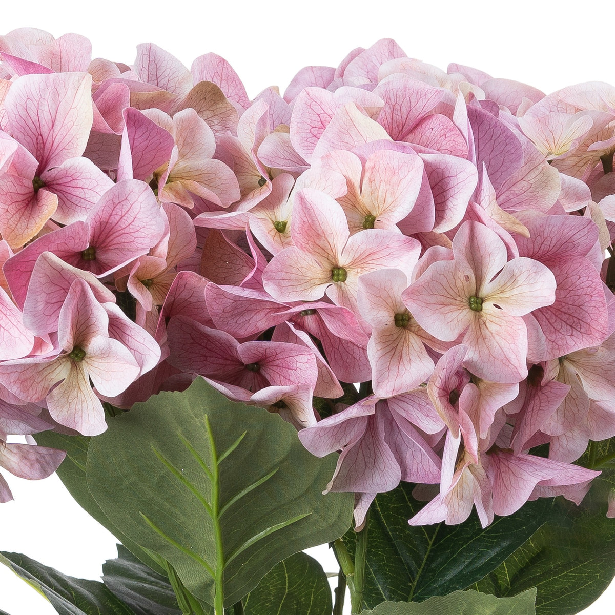 Close-up of pale and dusty pink florets with fine petal veins and small green centres above a broad green leaf.