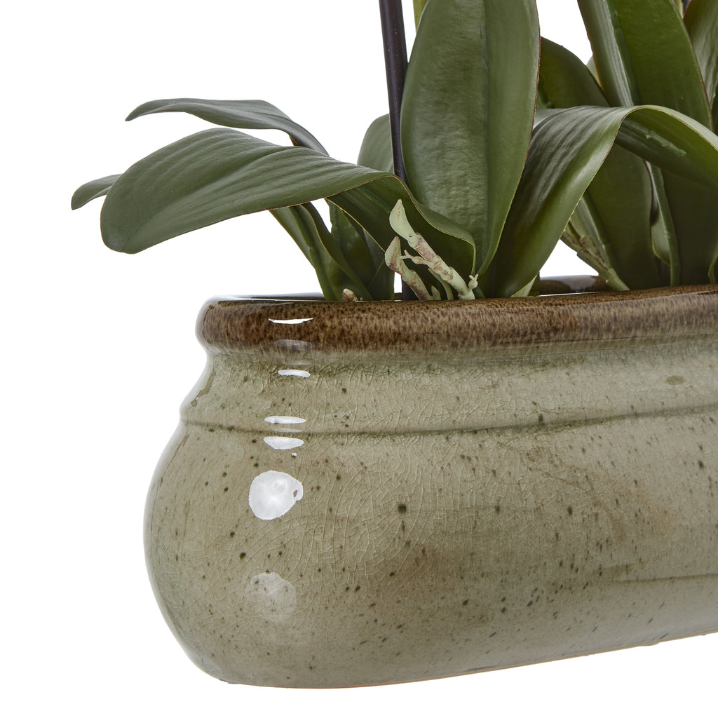 Detail of broad dark olive leaves and pale root forms above a glossy taupe-speckled pot with fine crackled markings and a dark brown rim.