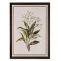 Front view of portrait botanical artwork showing branching white flowers with yellow centres and broad green leaves, surrounded by a pale border and dark brown ridged frame.