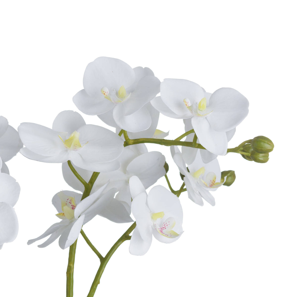 Close-up of white artificial flowers with pale yellow centres and green buds against a white background.