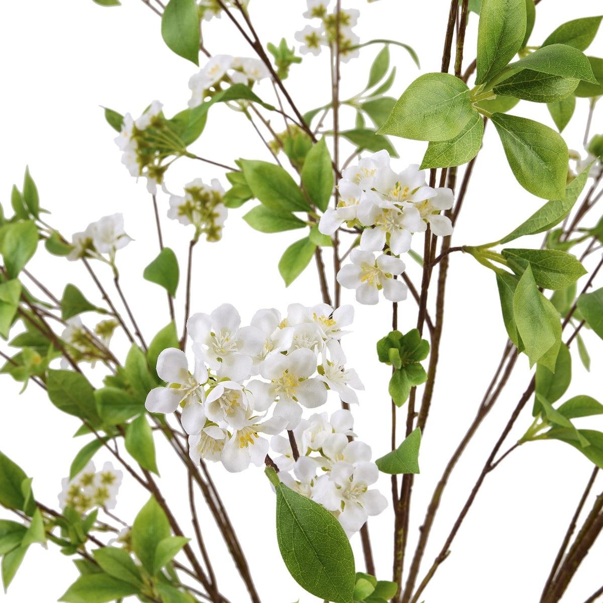 Close-up of white five-petalled flowers with yellow centres among veined green leaves and slender brown branches.